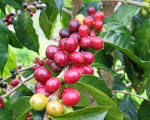 Kona Earth Coffee   Farm Life