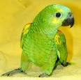 Blue-Fronted Amazon- Aves International