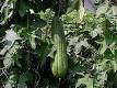 <b>Luffa</b>