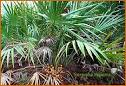 Saw palmetto grows on a wide