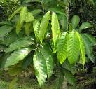 <b>Meliaceae</b> Species List