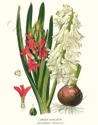 Hyacinthus orientalis