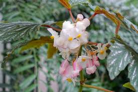 Image result for Begonia aconitifolia