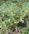 Chickpea - Wikipedia, the free encyclopedia