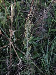 Image result for "Artemisia santonicum subsp. santonicum"