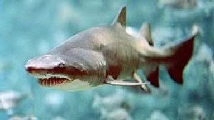 Los 14 tipos de Tiburones!