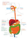 Human gastrointestinal tract - Wikipedia, the free encyclopedia