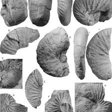 Image result for "Cranocephalites"