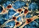 Des neurones crees a partir de cellules souches de culture | Et-