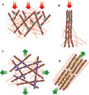 Cell mechanics and the cytoskeleton | ReadCube Articles
