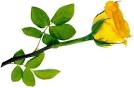 شاخه گل رز زرد