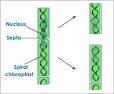 Asexual Reproduction,types of Asexual Reproduction | Tutorvista.