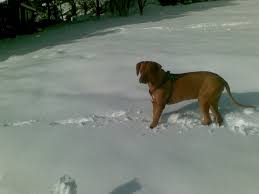 Afrikanischer Hund im ..Snow.. - Bild \u0026amp; Foto von Werner Aron aus ...