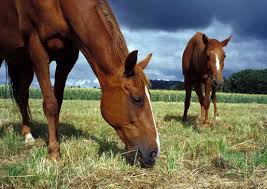 horses grazing