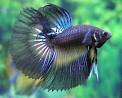 Tropical Betta Splendens Fish | Exotic Tropical Ornamental Fish ...