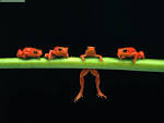 Hang in There, Red Tree Frogs.jpg