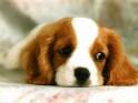 very very cute dogs
