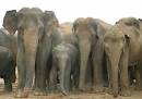 Asian Elephant