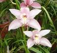 Cymbidium Orchids