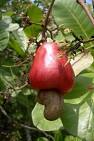 Cashew nut, Cashew Apple » Florida Irrigation and Landscaping ...