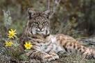 ENDANGERED SPECIES SPOTLIGHT: Iberian Lynx - Green Global Travel