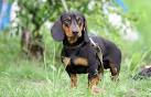 Fil:Standart Dachsund.jpg - Wikipedia