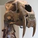 Saber Tooth Tiger