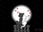 Love cat | lovepicturesbox.