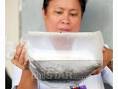 Juliet Guevarra of the Bureau of Fisheries and Aquatic Resources holds one ... - gen7