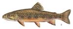 Brook Trout Salvelinus fontinalis