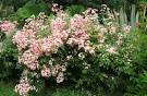Roses - Bob Webster's Gardening