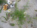 File:<b>Tripleurospermum</b>