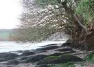 Photosynthesis is arguably the most important biochemical pathway known. - via Daymix
