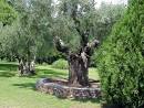 Panoramio - Photo of ΥΠΕΡΑΙΩΝΟΒΙΕΣ ΕΛΙΕΣ ΣΤO ΞΕΝΟΔΟΧΕΙΟ "ΓΕΡΑΚΙΝΑ ...