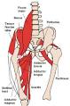 Hip flexors - Wikipedia, the free encyclopedia
