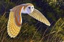 Barn Owl
