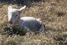 Eat, sleep, eat, sleep, eat. One of the new lambs helping to demolish the - via Daymix