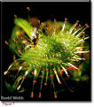 Carnivorous plant, <b>Drosera</b>