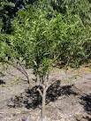 Kumquat - Tree