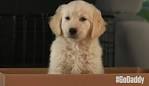 GoDaddy pulls Super Bowl puppy mill ad after controversy - NY.