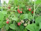 Pin Framboisier Fleurs on Pinterest