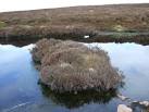 NJ6702 : An islet of peat covered with heather - via Daymix