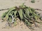 Directory: <b>Gnetophyta</b>