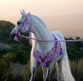 Arabian horse Sale at Mountain Ridge Ranch! Images?q=tbn:ANd9GcQceGmUtFxjnsFSUv-JhMc8Iao1Py2sLwqM3_5ybFOqN9BwsItT7-ByKgfruw