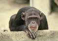 Animal Behavior : Animal Training