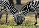 Zebra Coloring Pages for Your Children
