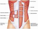 Abdominal muscles - Medicalook Human Anatomy organs