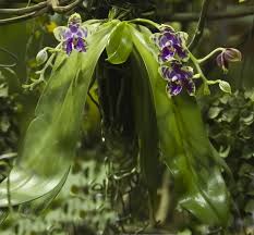 Orchids, Phalaenopsis \u0026#39;How Wai Ron\u0026#39; - 2271_1