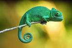 chameleon pronunciation