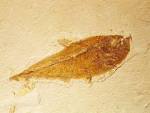 File:Cretaceous Period Fish by dyet.jpg - Wikipedia, the free ...